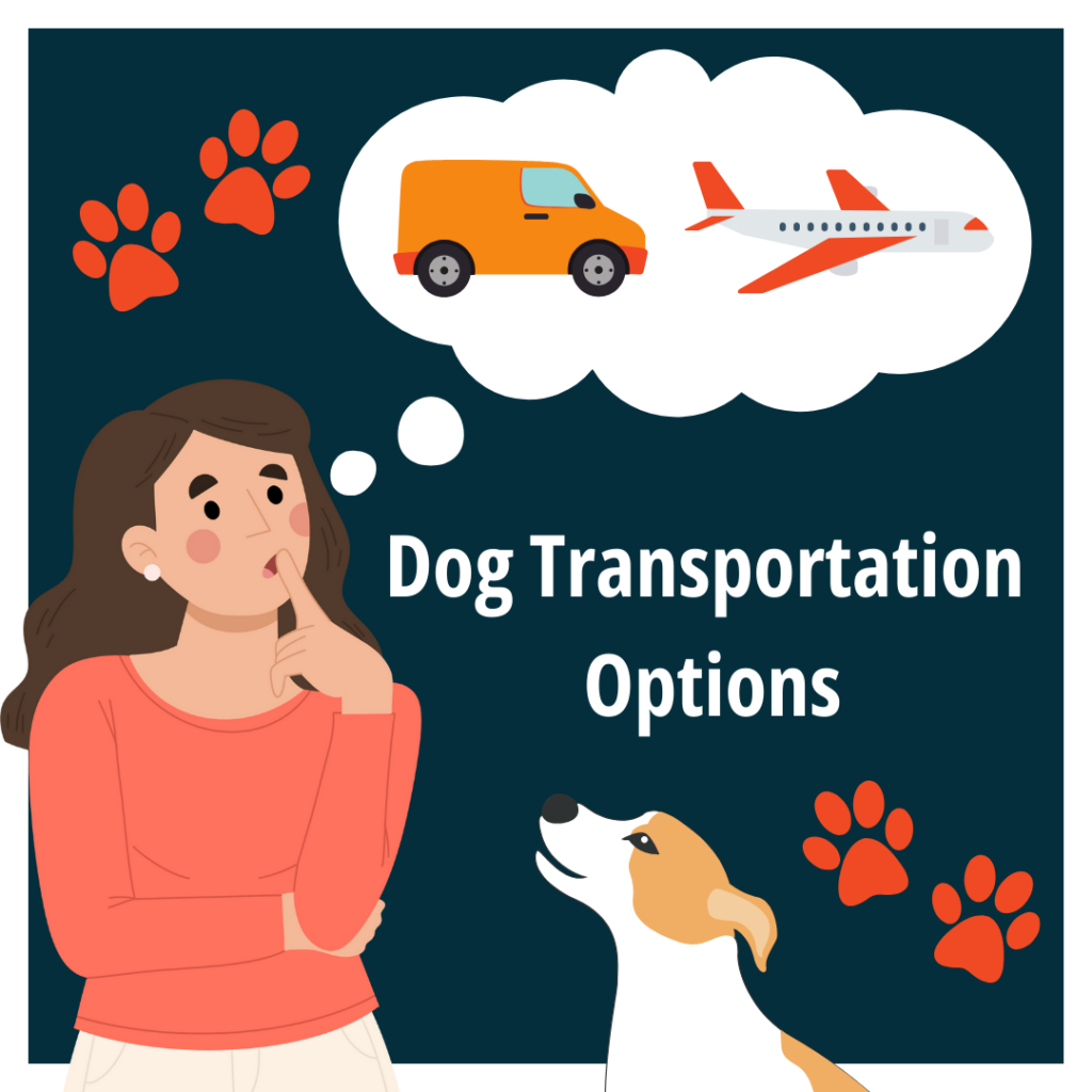 dog transportation options
