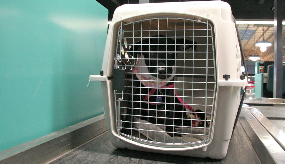 dog in dog crate at airport