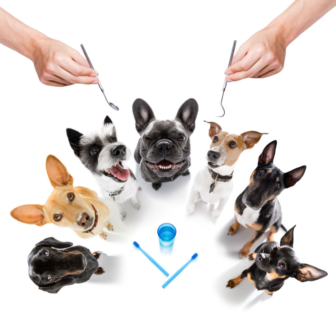 dental care for your traveling pets
