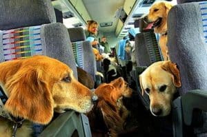 a bunch of dogs in an airplane cabin