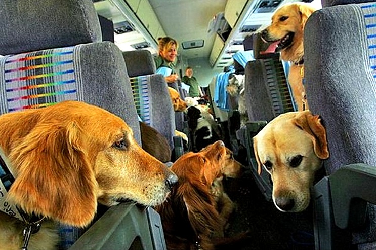 a bunch of dogs in an airplane cabin