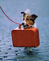dog carry suitcase