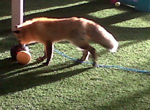 russian red fox playing with ball