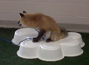russian red fox on top of pawhootz pet resort pool