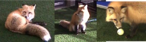 russian red foxes laying and playing