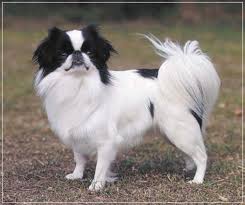 pekingese snub nosed dog