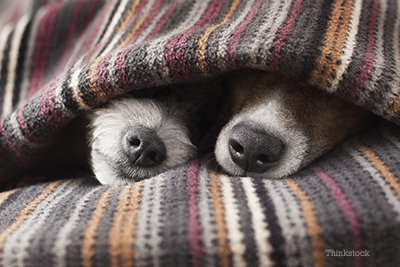 two dogs cuddling under blanket