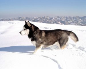 husky in the snow, winter dog move