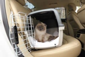 Cat in Carrier Being Moved by Pet Transport Service