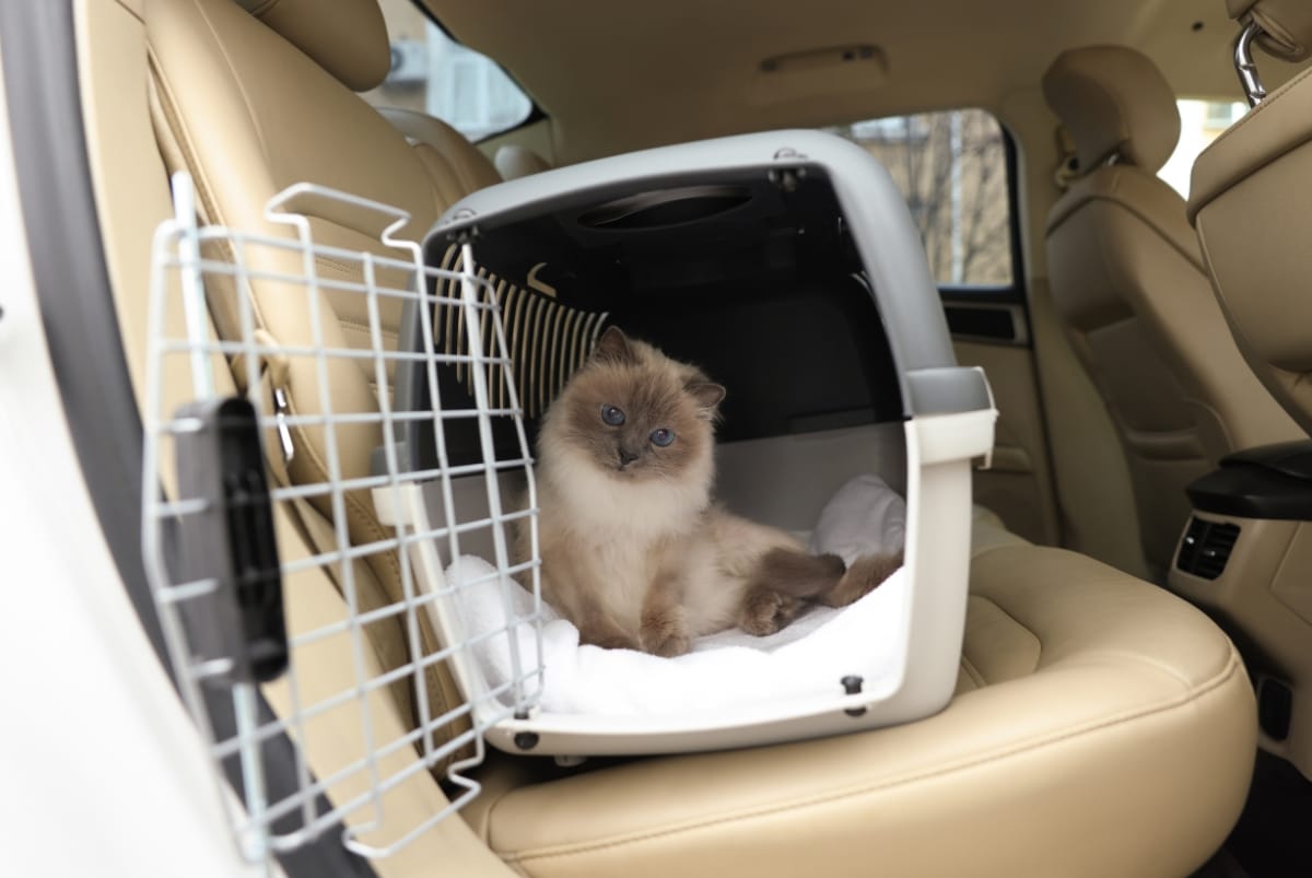 Cat in Carrier Being Moved by Pet Transport Service
