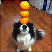 dog-trick