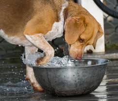 pet jet lag article - dog digging water out of bowl