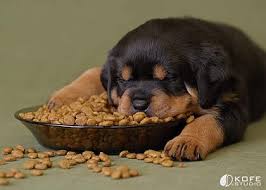 puppy laying on pet food