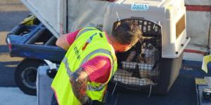 airport man looking in dog crate with dog in it