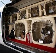 travelling with pets, dogs in various crates