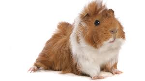 Guinea Pig