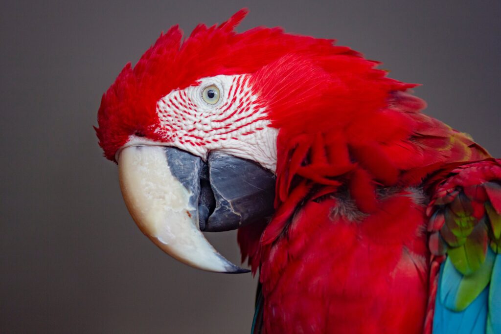 exotic pet: parakeet