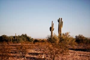 texas desert