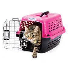 cat coming out of carrier