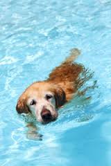 old dog swimming