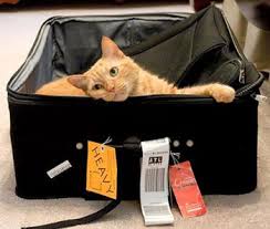 pet health certificate blog - cat laying inside open luggage