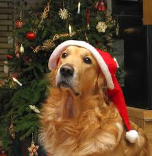 pet travel during holidays: dog wearing a christmas hat in front of a christmas tree
