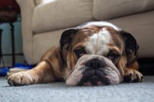 bulldog laying on floor