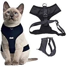 cat wearing a cat harness comfortably