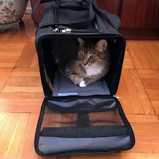preparing your cat to fly: cat in a cat carrier relaxing