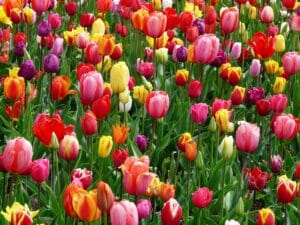 spring time, tulip fields