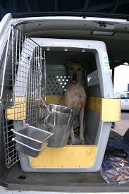 Dog sitting in crate ready for ground transport