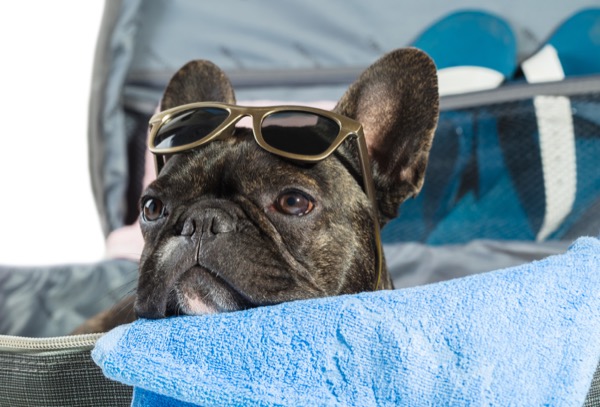 French bulldog wearing sunglasses