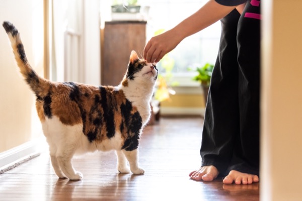 Young woman holding meat, treat with hand teaching, training standing calico cat sniffing tricks, begging, picking, asking food in living room, with window bright light, legs