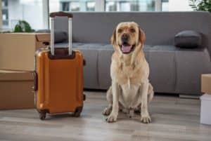 Dog sitting next to suitcase