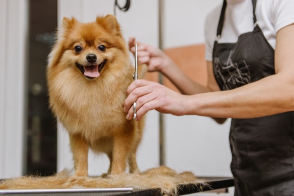 Dog grooming of Pomeranian