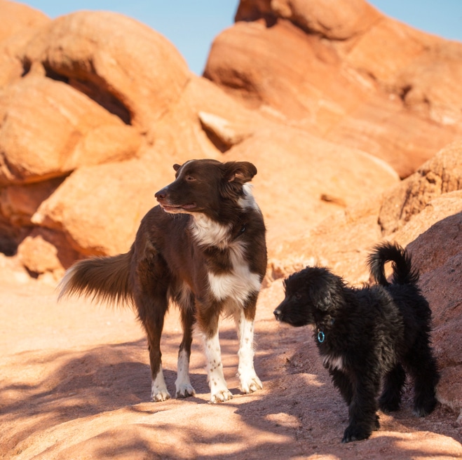 Pet Friendly Cities Airpets International