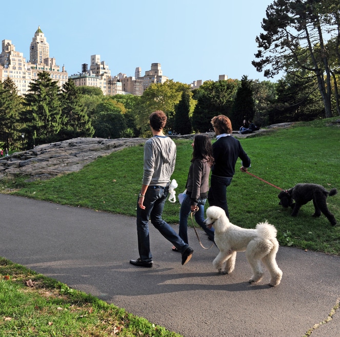 Pet Friendly Cities Airpets International