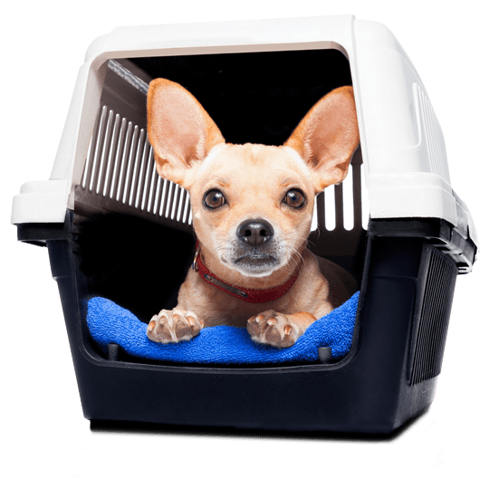 Chihuahua in travel crate