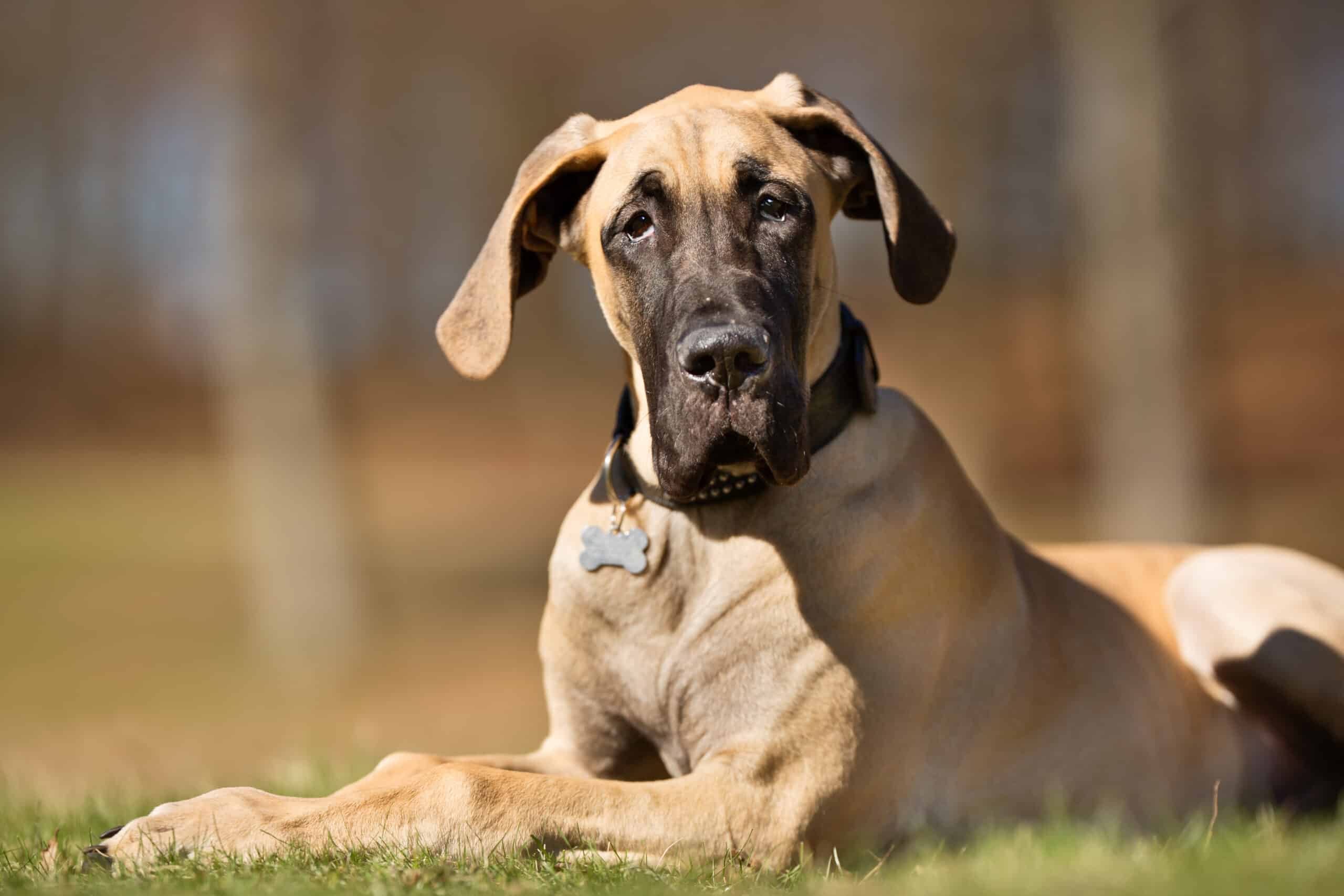 A,Purebred,Great,Dane,Dog,Without,Leash,Outdoors,In,The