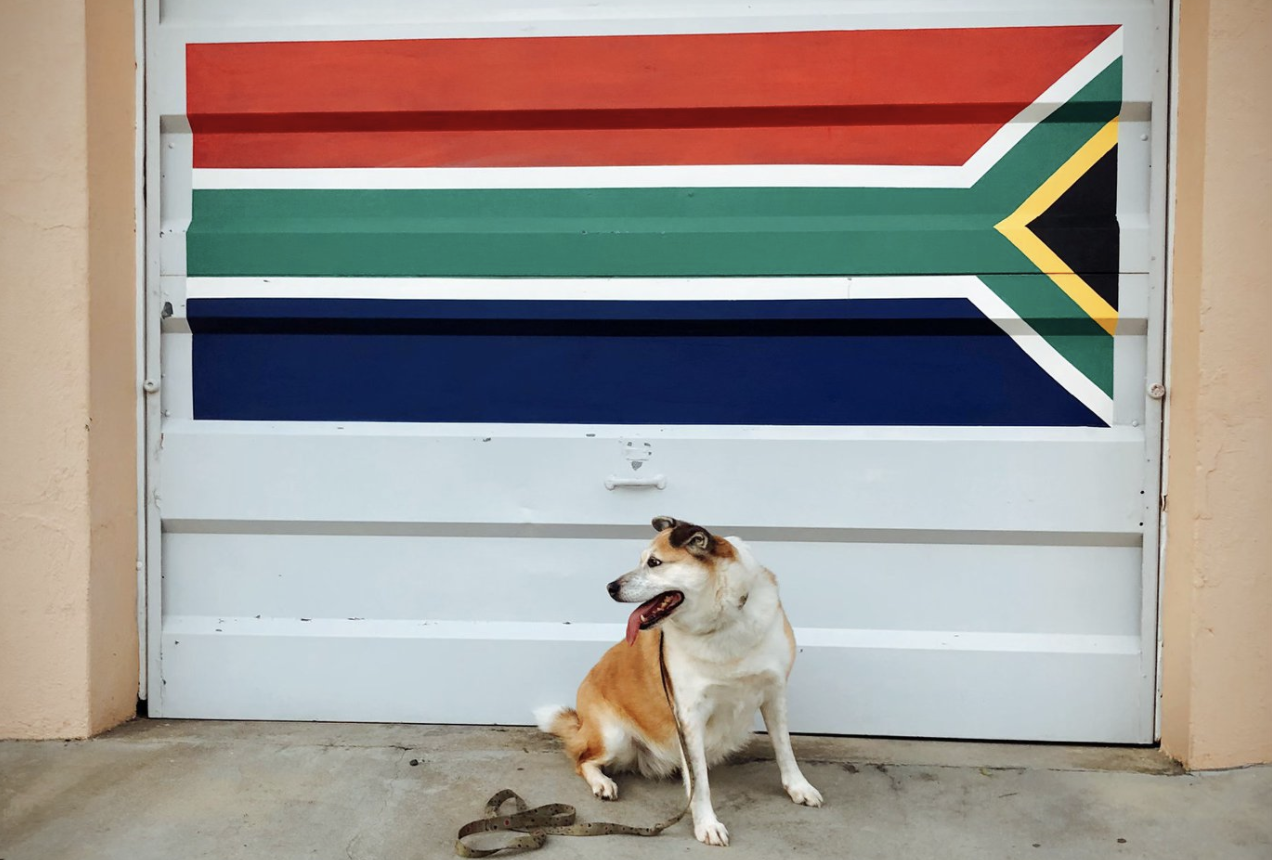 pet travel south africa