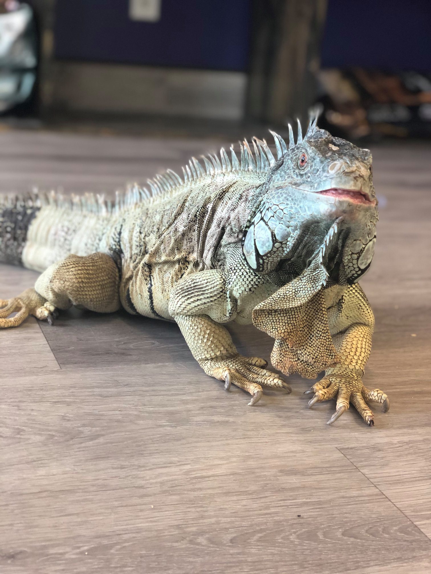 MJ - Iguana Lizard