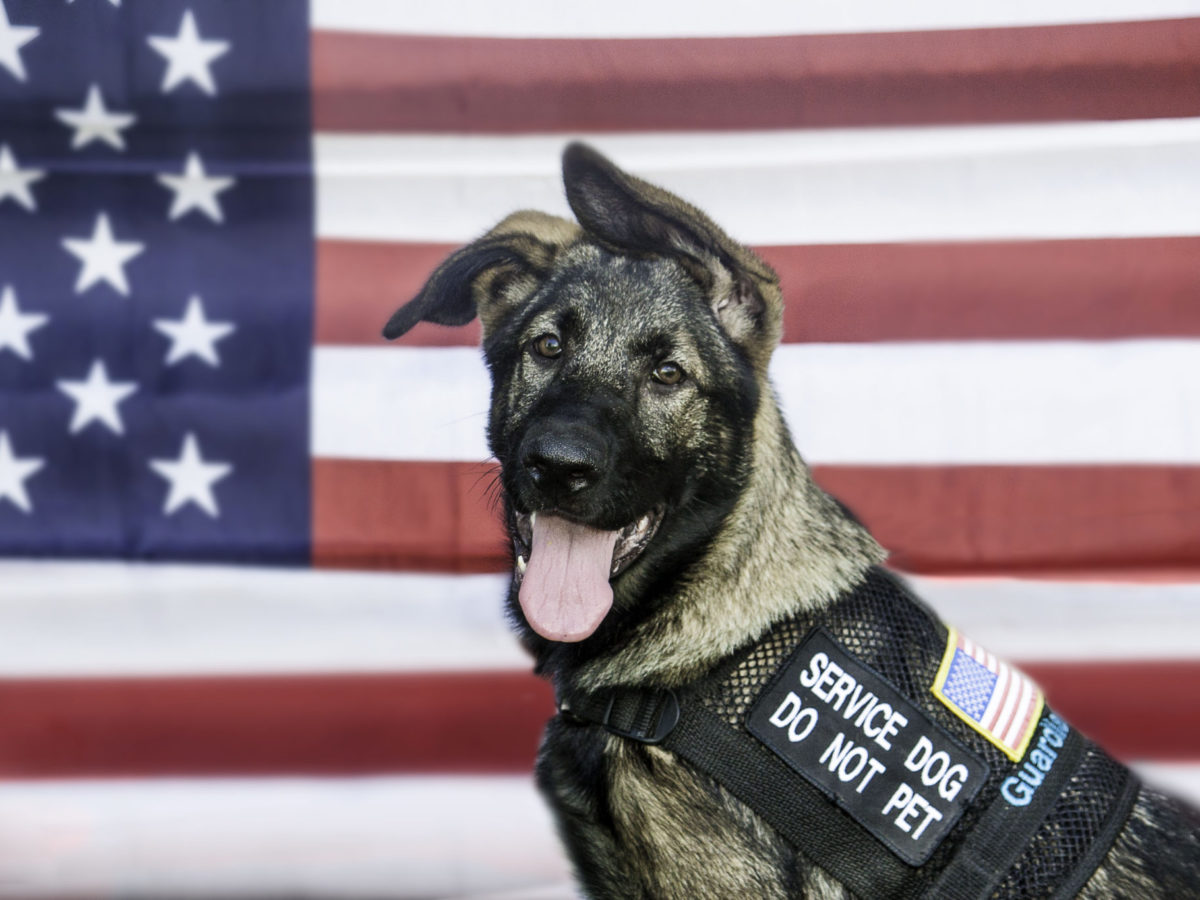 America's VetDogs offer free service dogs to our military and