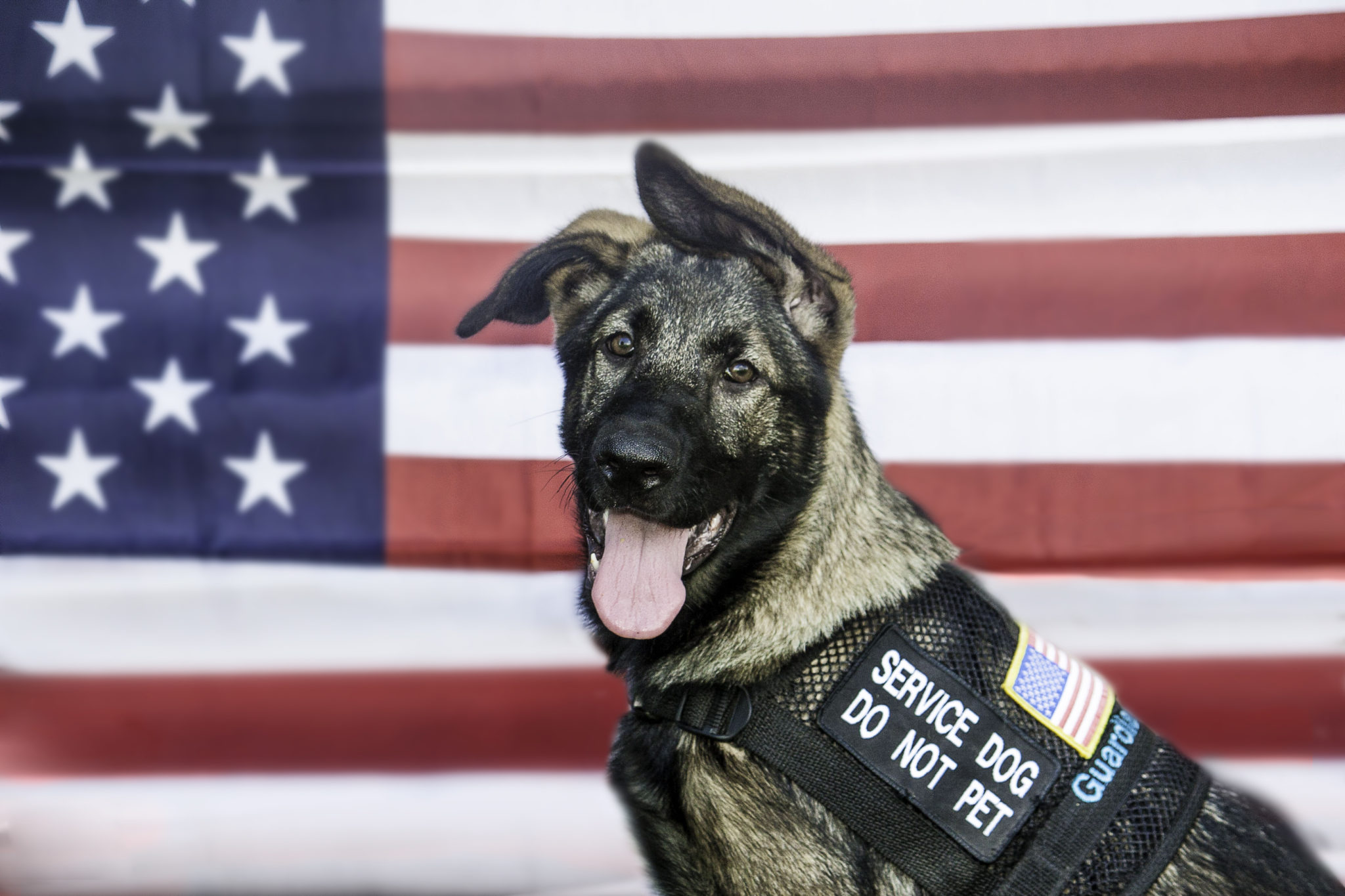 service dog cover photo