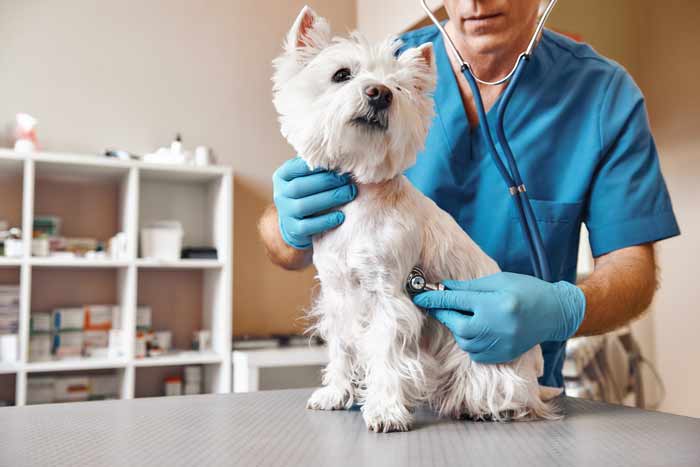 Veterinarian Services