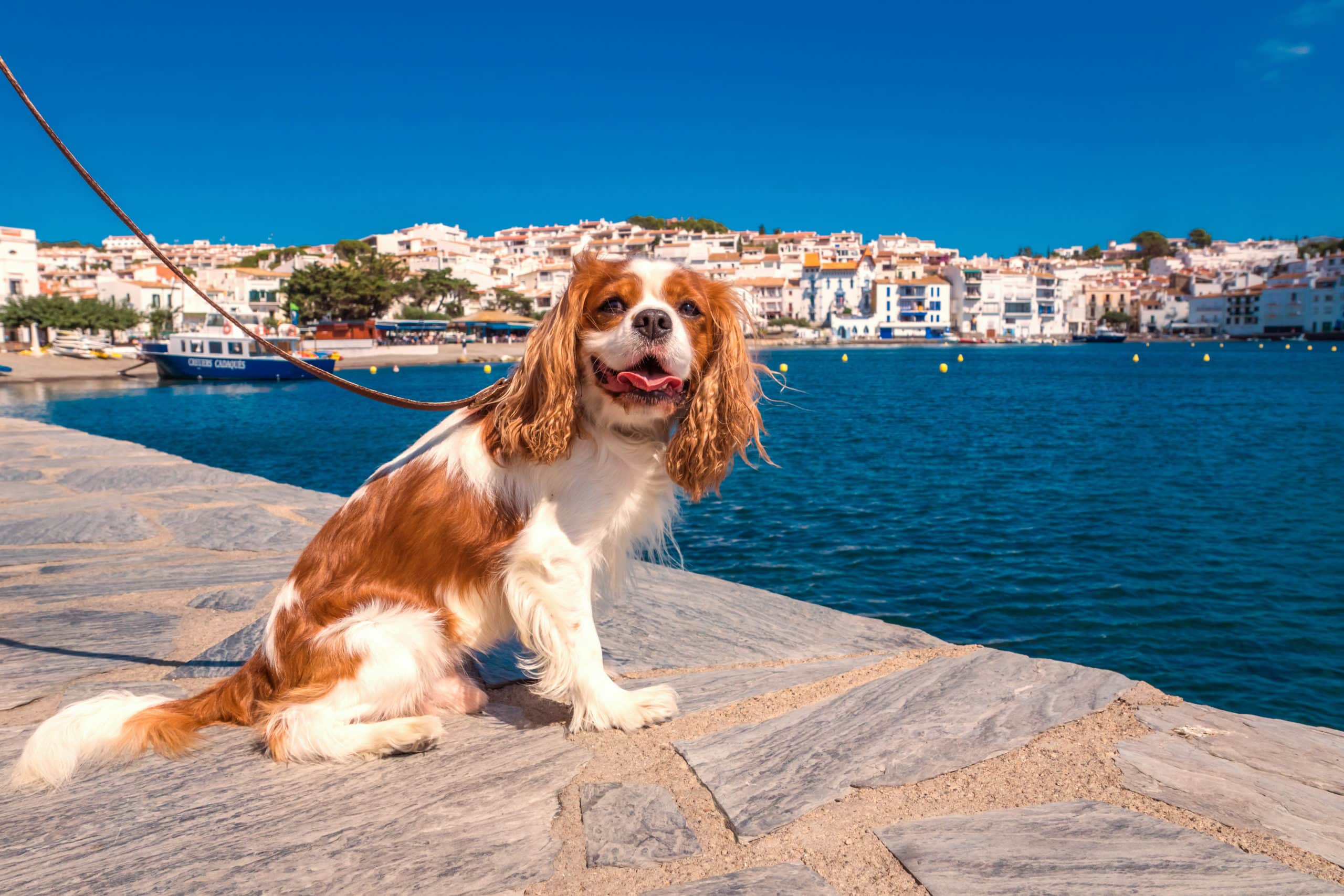 Dog brought to Spain via international pet relocation