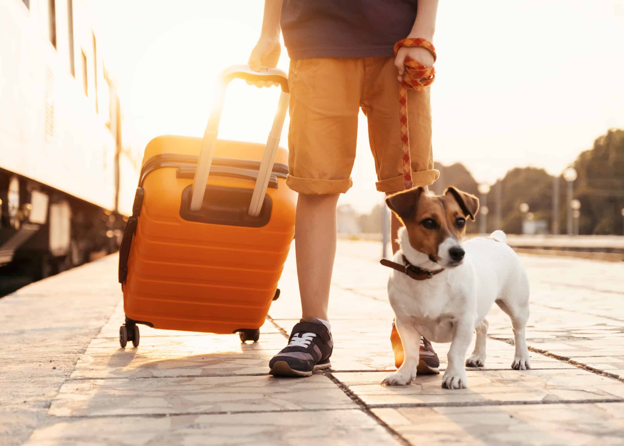 Dog traveling with pet relocation services