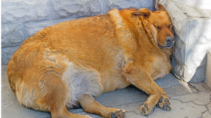 overweight dog pet travel