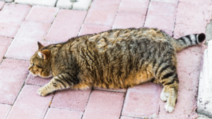overweight cat pet travel
