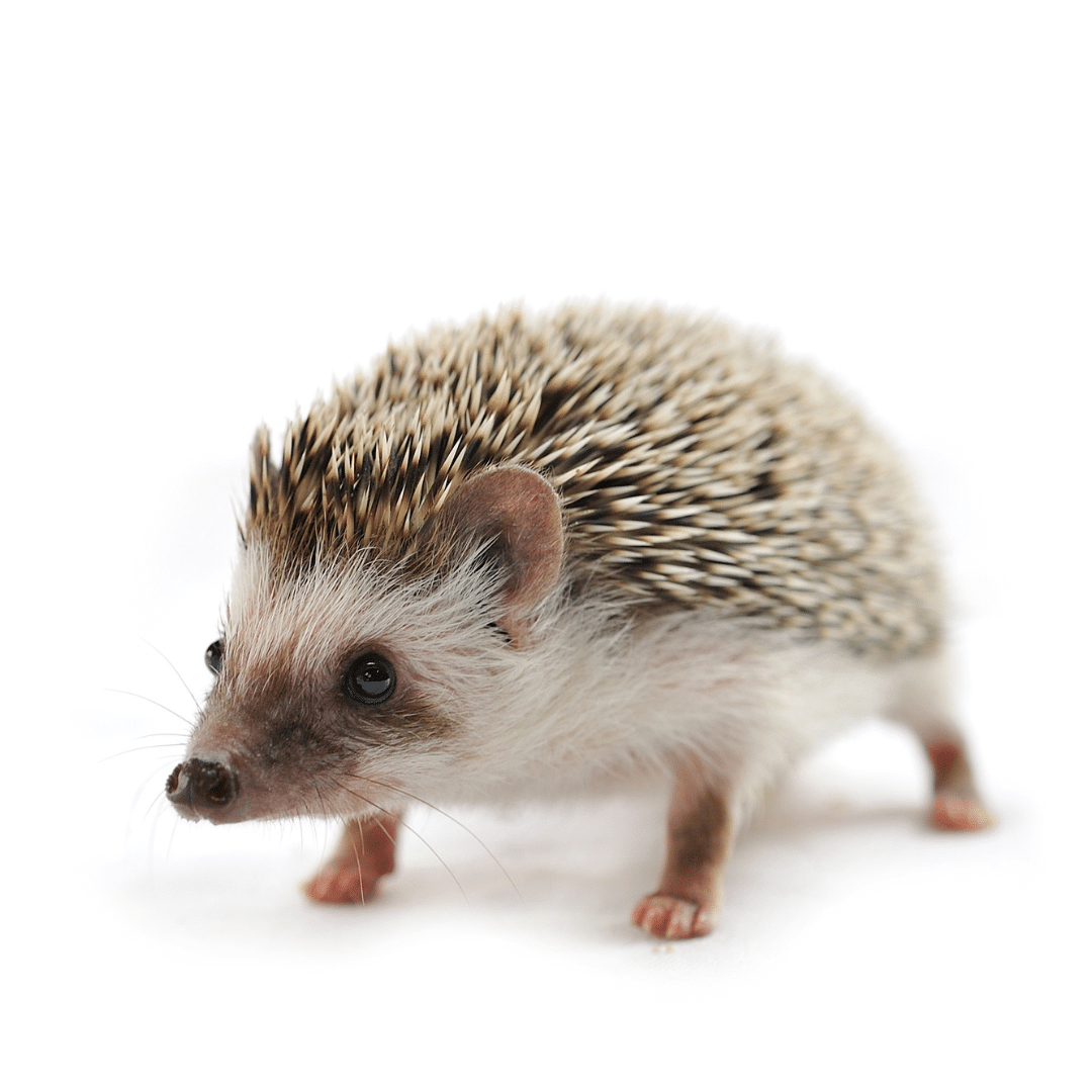 Hedgehog