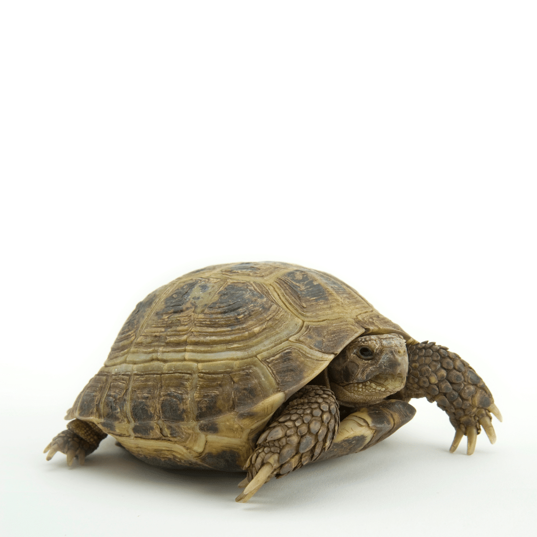 Tortoise